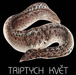 Triptych kvt